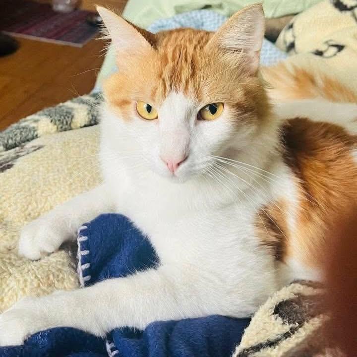 Sugar, a ADOPTABLE mixed breed in Newmarket, ON image 5/6