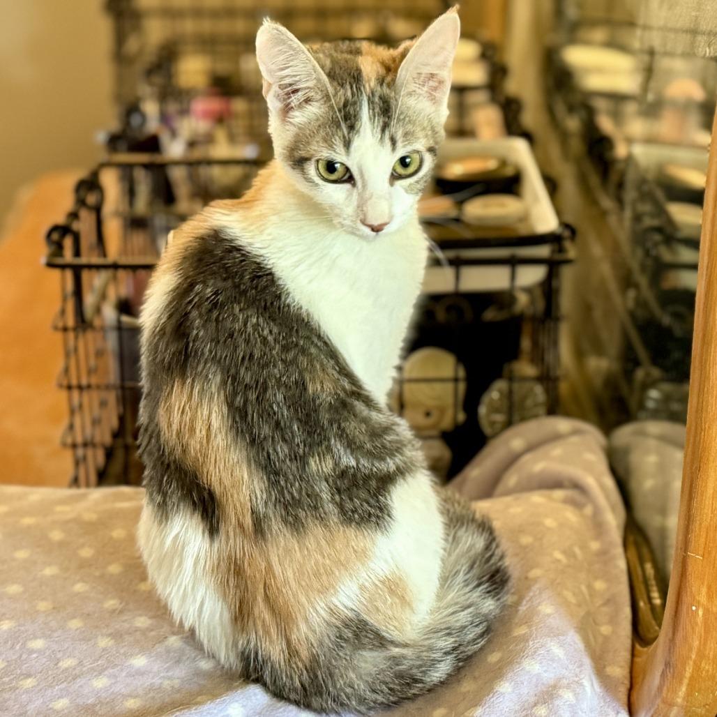 Athena — thumbnail 2