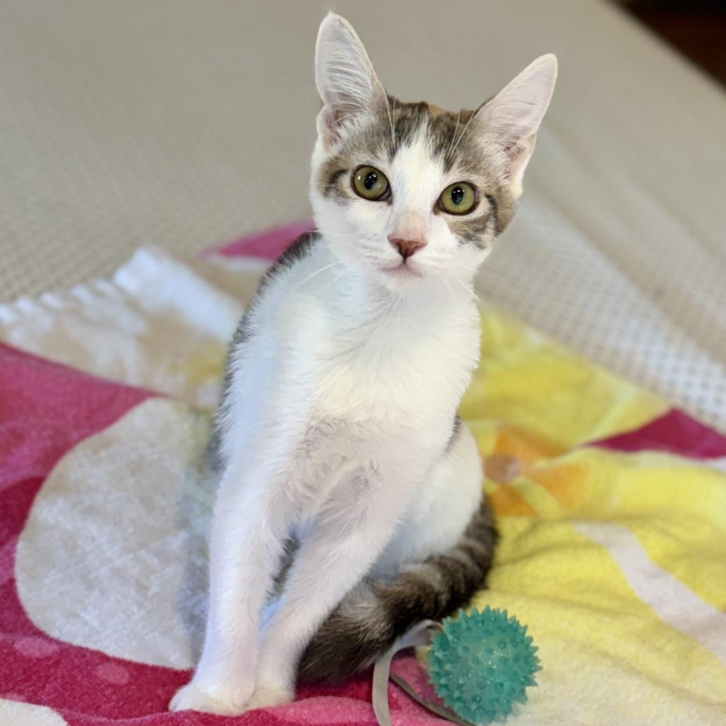 Athena — thumbnail 3