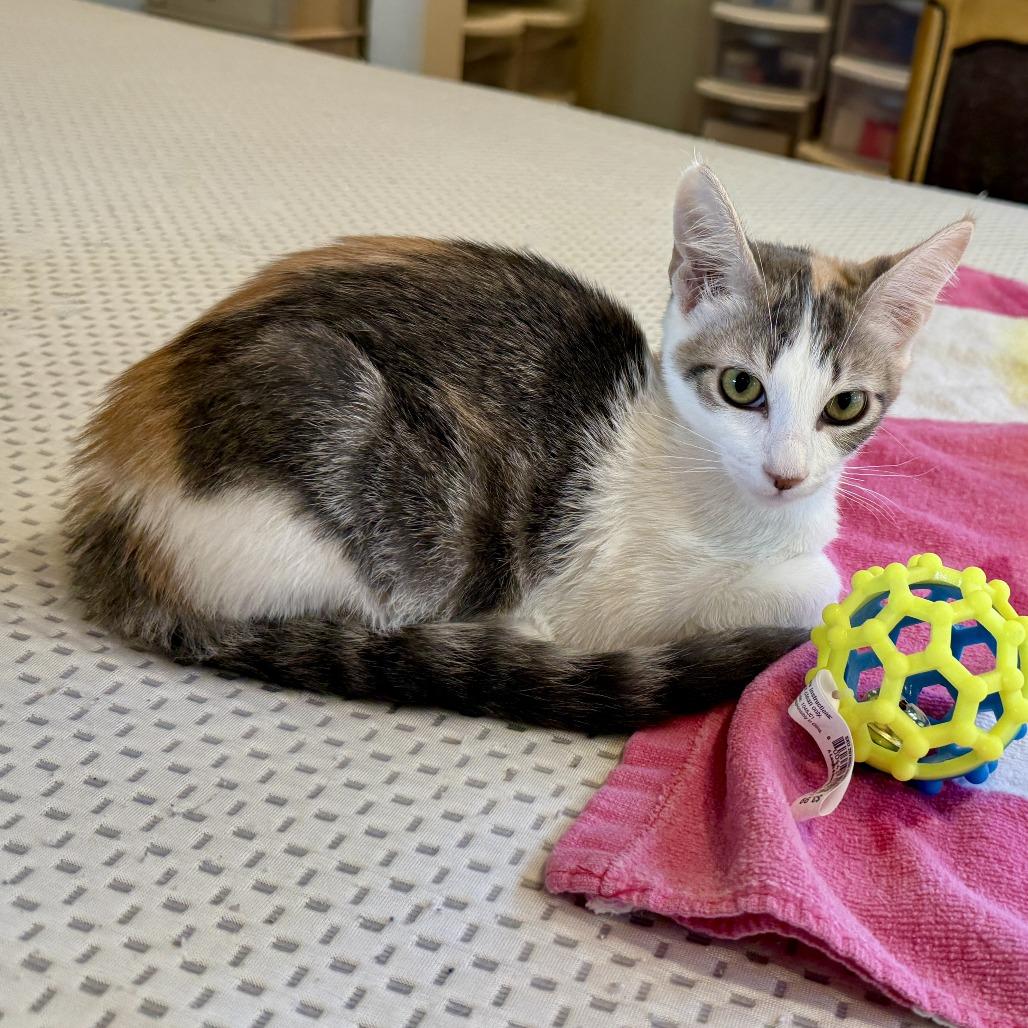 Athena — thumbnail 4