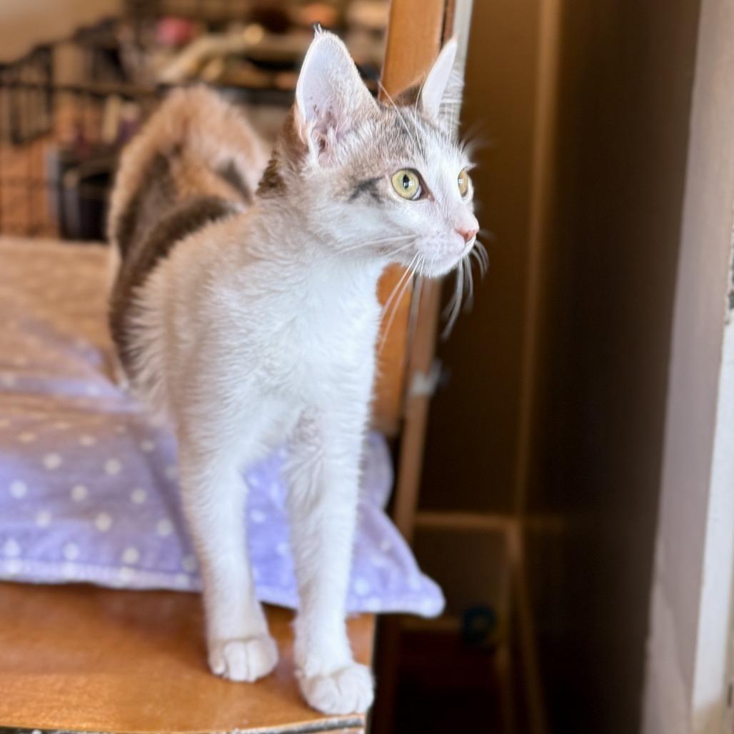 Athena — thumbnail 5