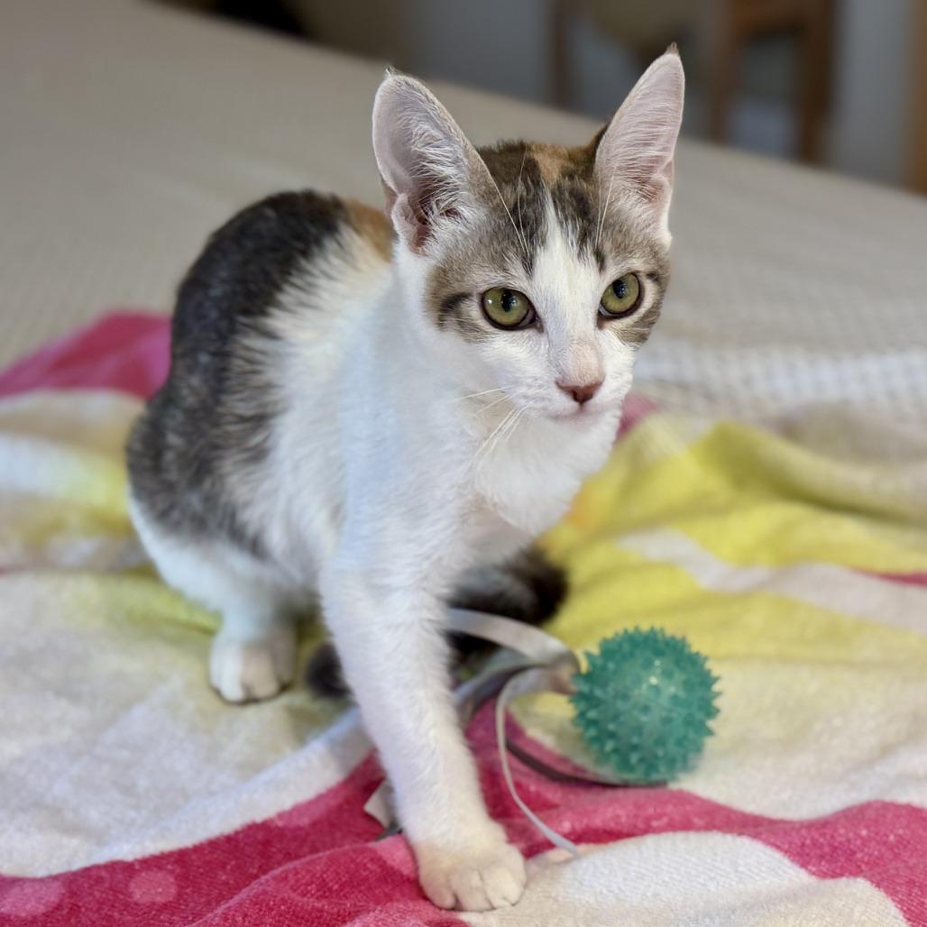 Athena — thumbnail 6