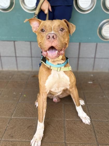 Hank, Adoptable, Adult Male Pit Bull Terrier & Mixed Breed.
