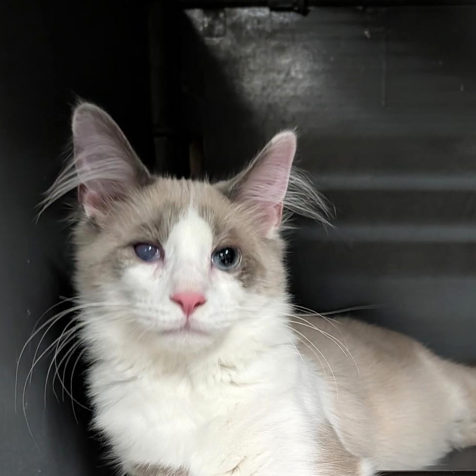 Enlarge Kairo, an adopted Domestic Medium Hair in Wilmington, OH image 3/6