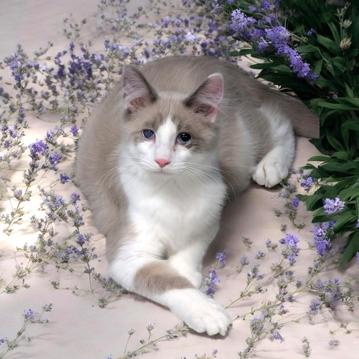 Enlarge Kairo, an adopted Domestic Medium Hair in Wilmington, OH image 6/6