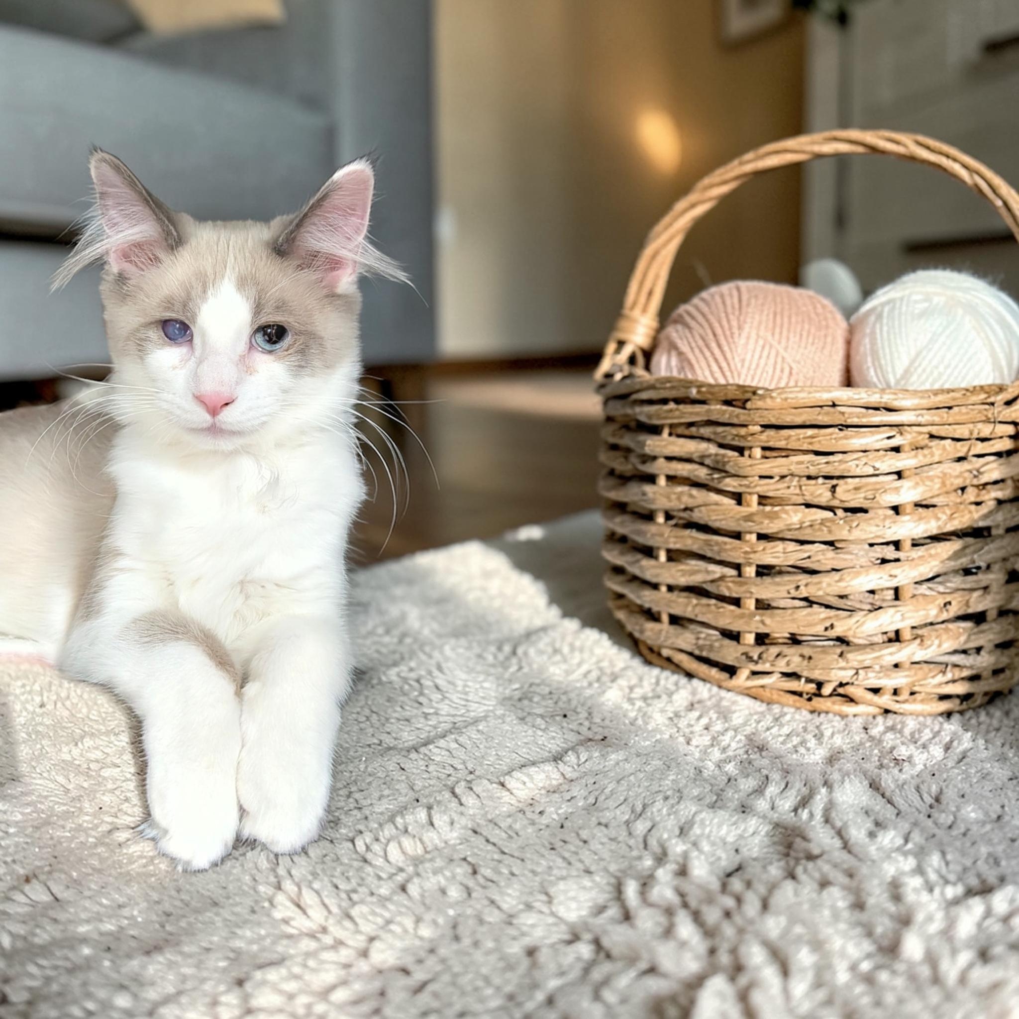 Enlarge Kairo, an adopted Domestic Medium Hair in Wilmington, OH image 1/6