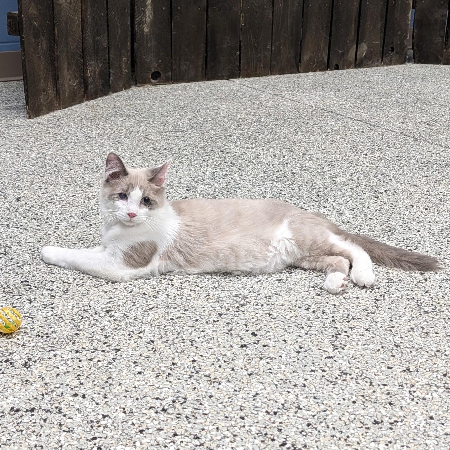 Enlarge Kairo, an adopted Domestic Medium Hair in Wilmington, OH image 4/6