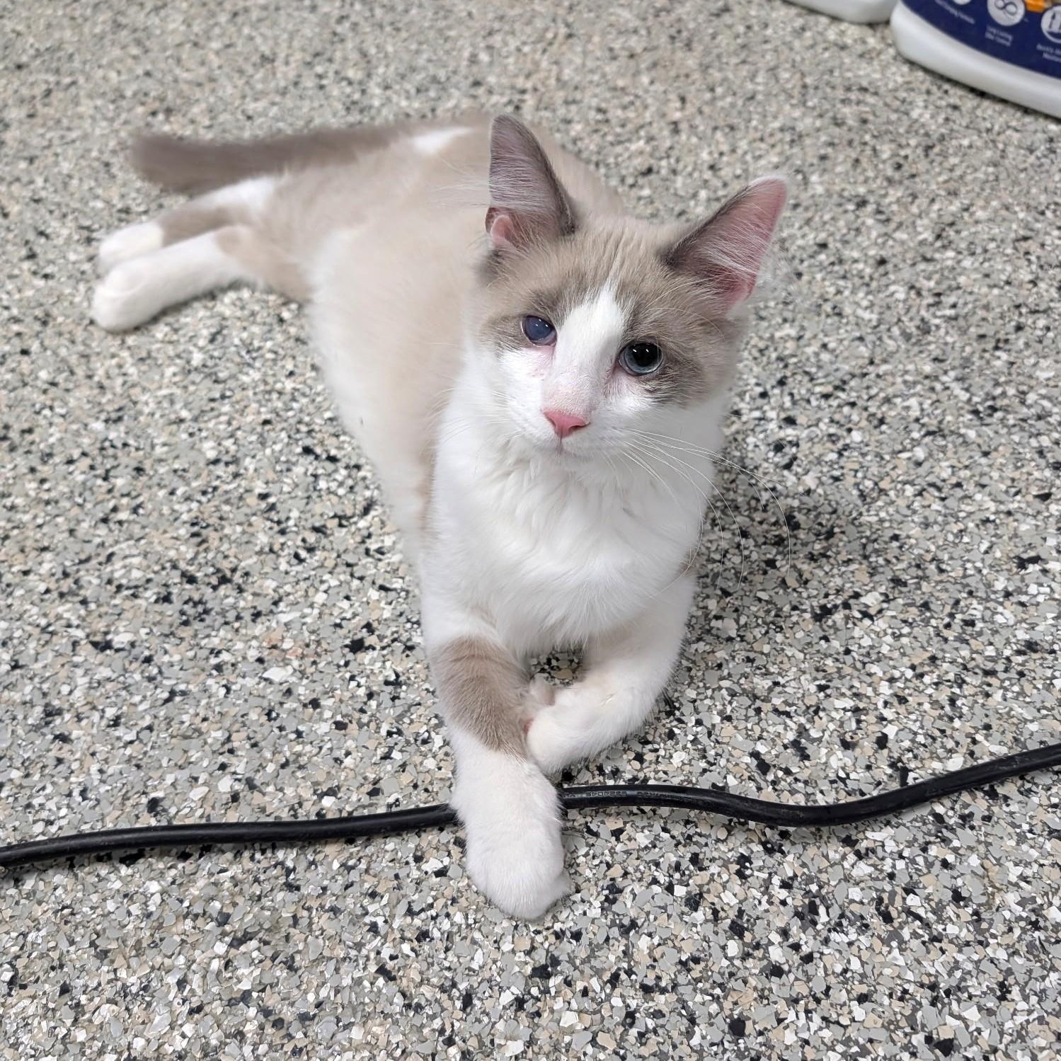 Enlarge Kairo, an adopted Domestic Medium Hair in Wilmington, OH image 5/6