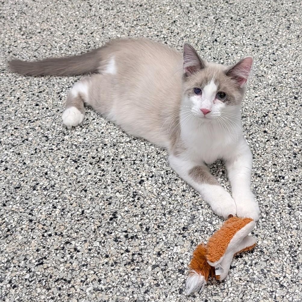 Enlarge Kairo, an adopted Domestic Medium Hair in Wilmington, OH image 2/6