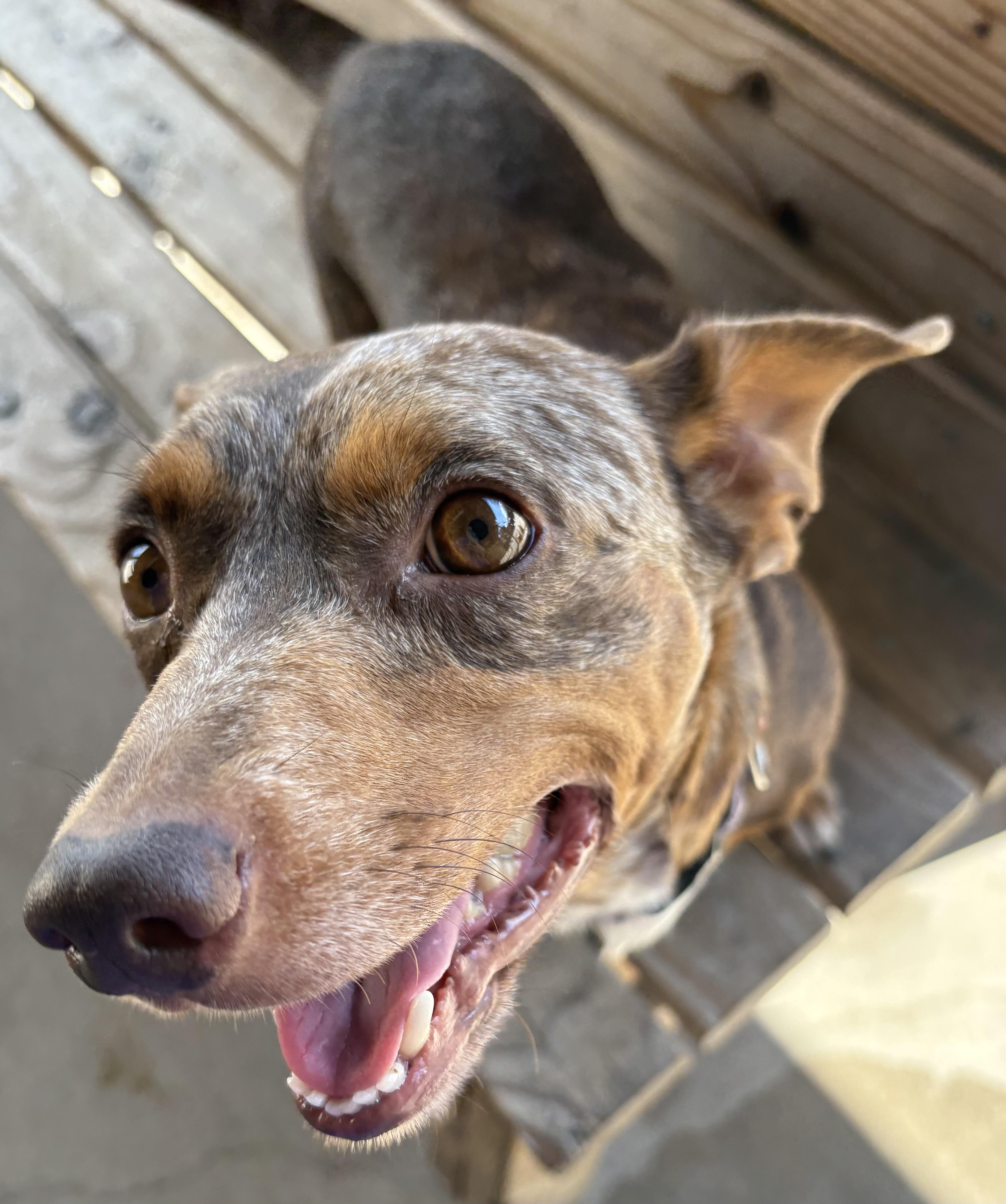 Enlarge Pretzel, an adoptable Dachshund in Plano, TX image 3/6