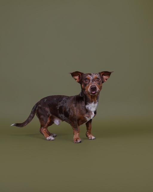 Enlarge Pretzel, an adoptable Dachshund in Plano, TX image 1/6
