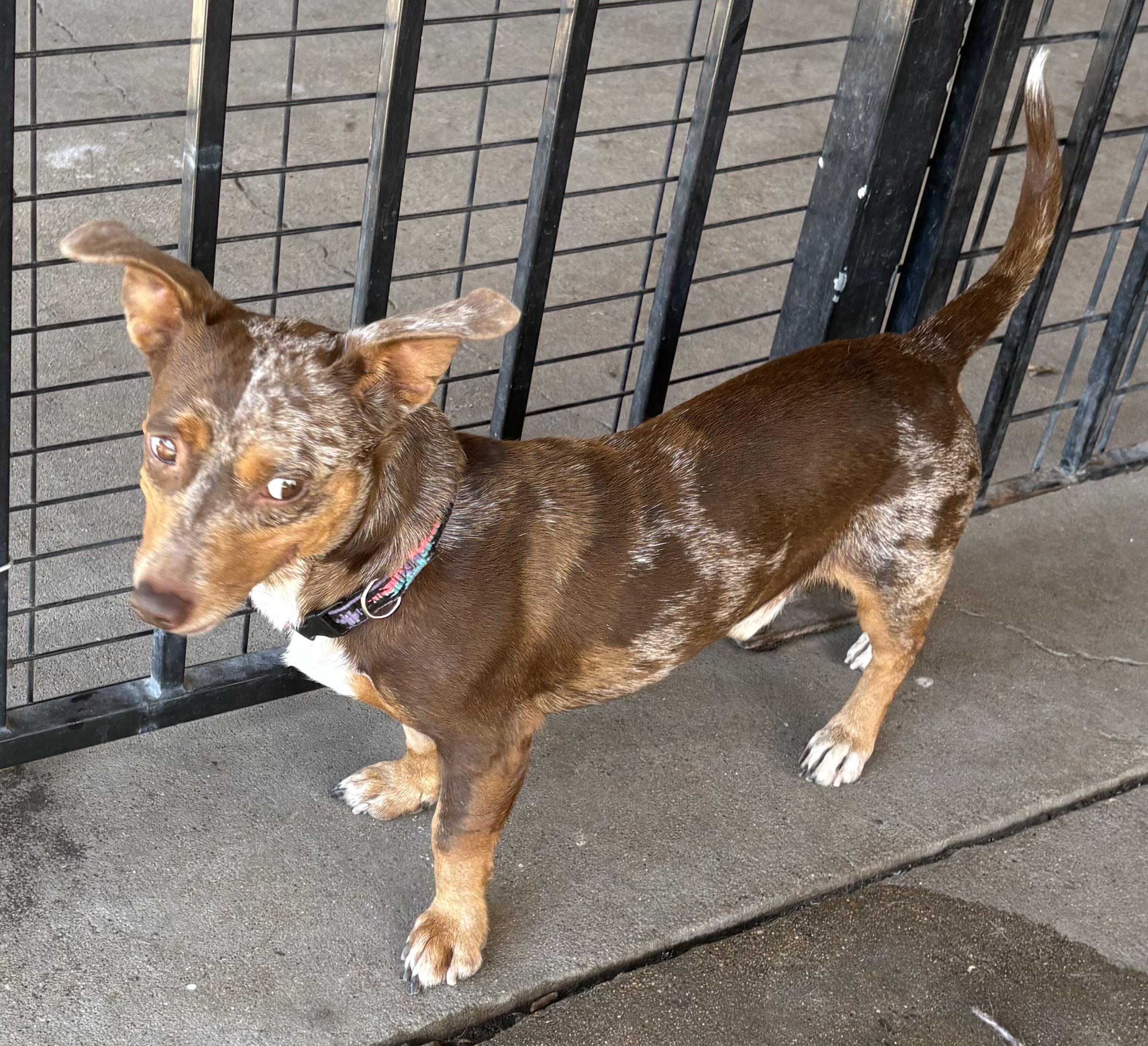 Enlarge Pretzel, an adoptable Dachshund in Plano, TX image 5/6