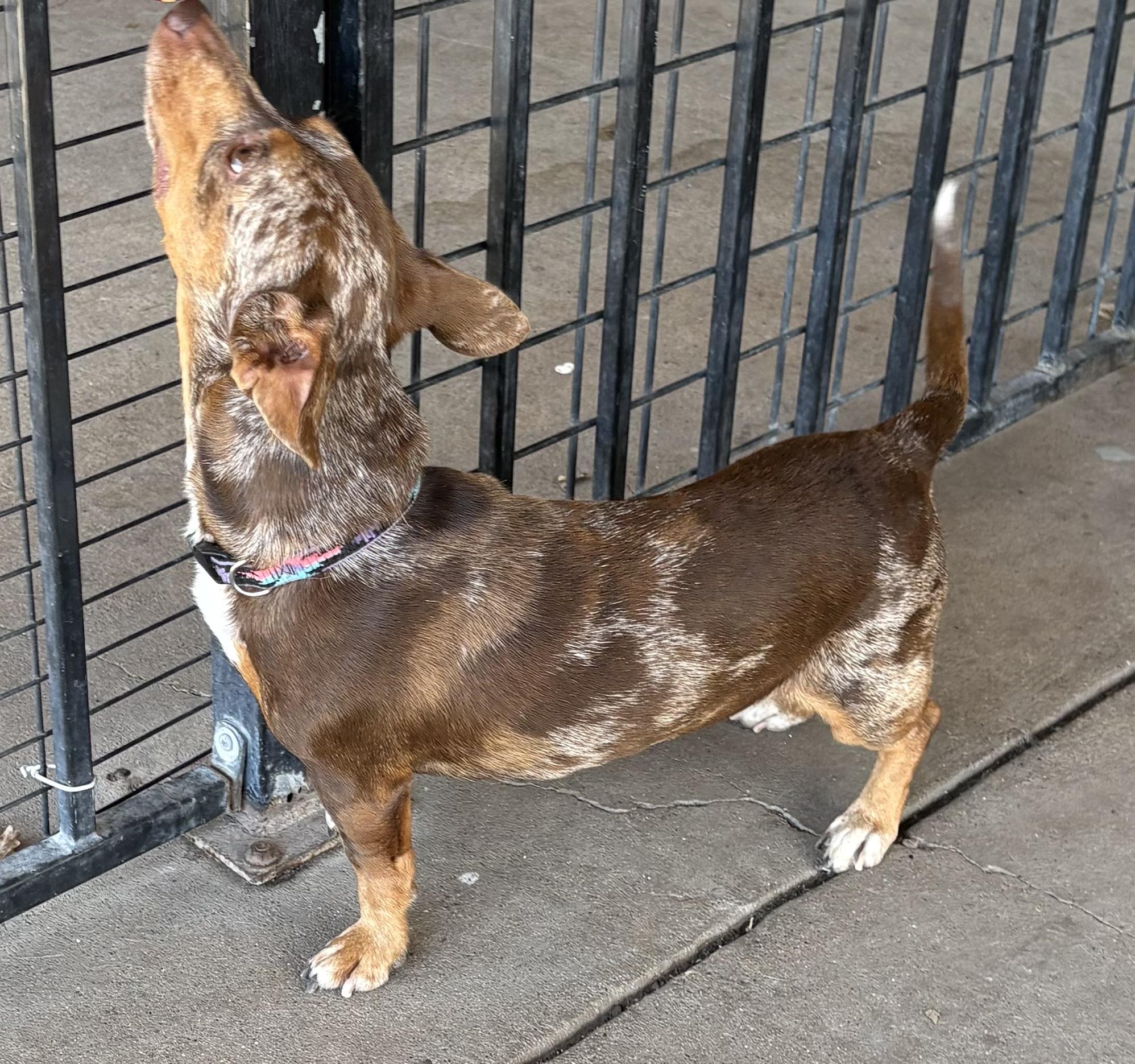 Enlarge Pretzel, an adoptable Dachshund in Plano, TX image 6/6