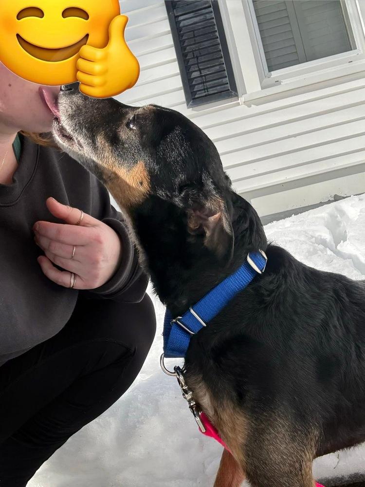 Egypt, Adoptable, Adult Male Miniature Pinscher & Chihuahua.