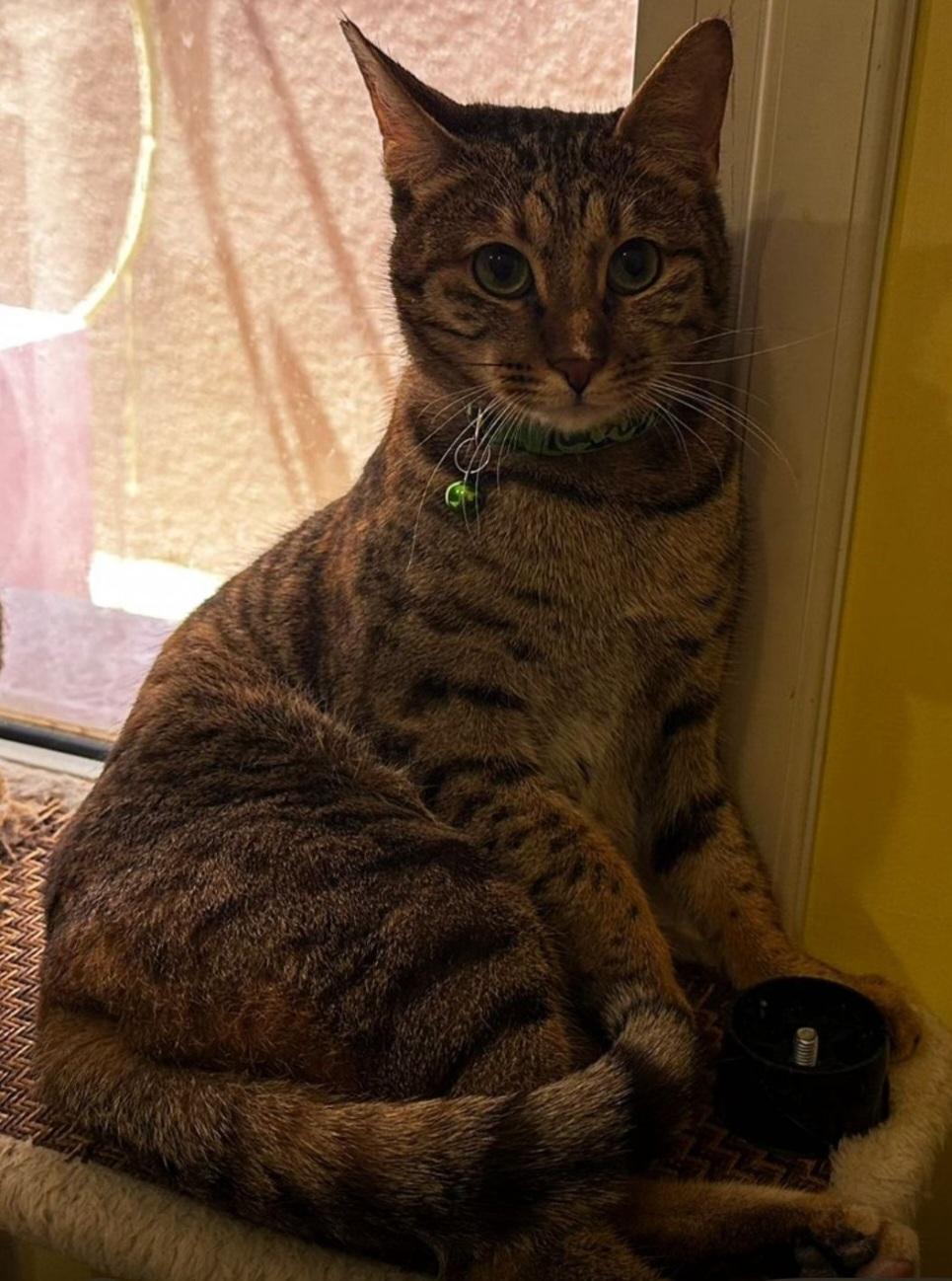 Enlarge Amal, a Adoptable Bengal in Snow Hill, MD image 1/6