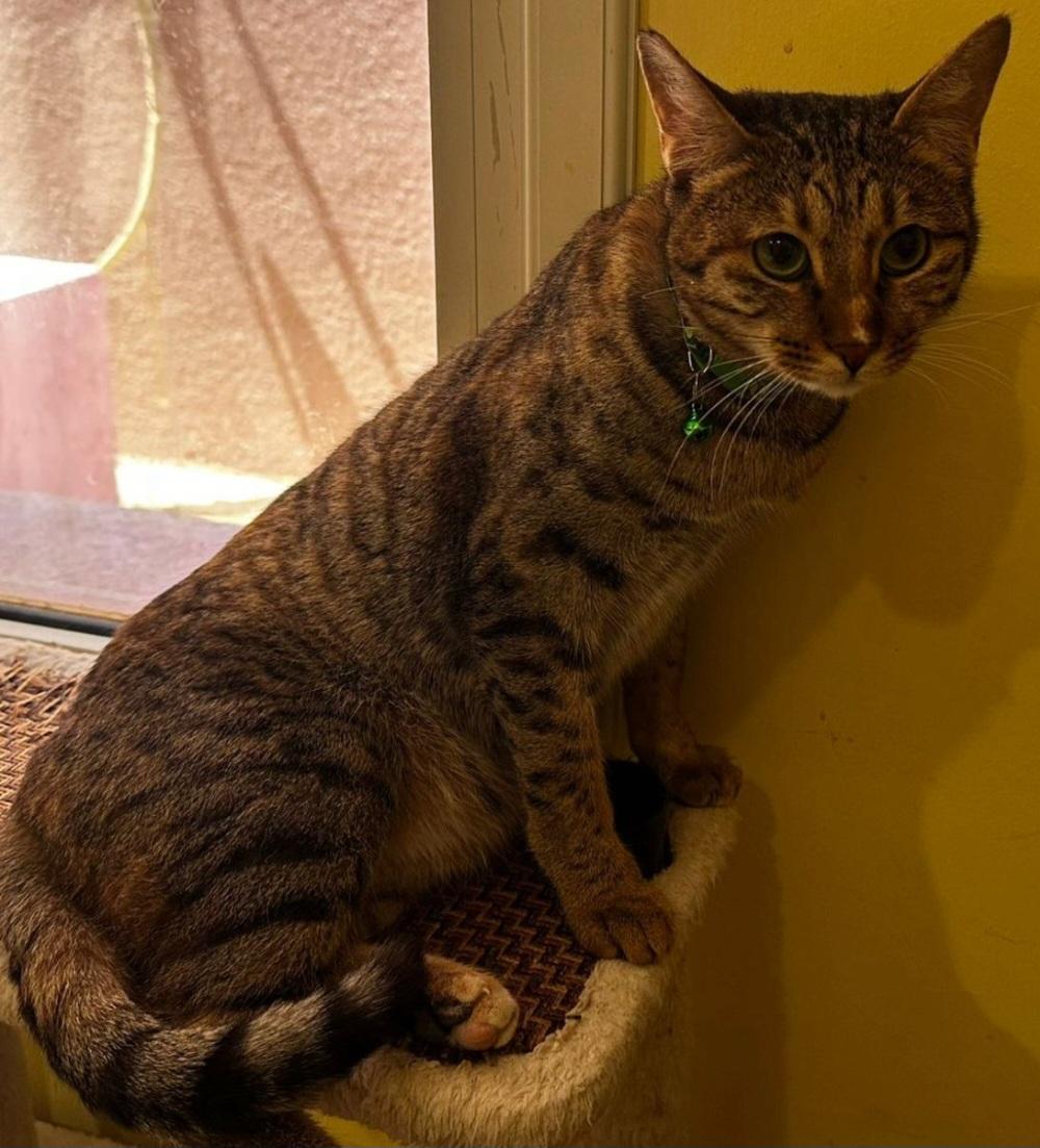 Enlarge Amal, a Adoptable Bengal in Snow Hill, MD image 2/6