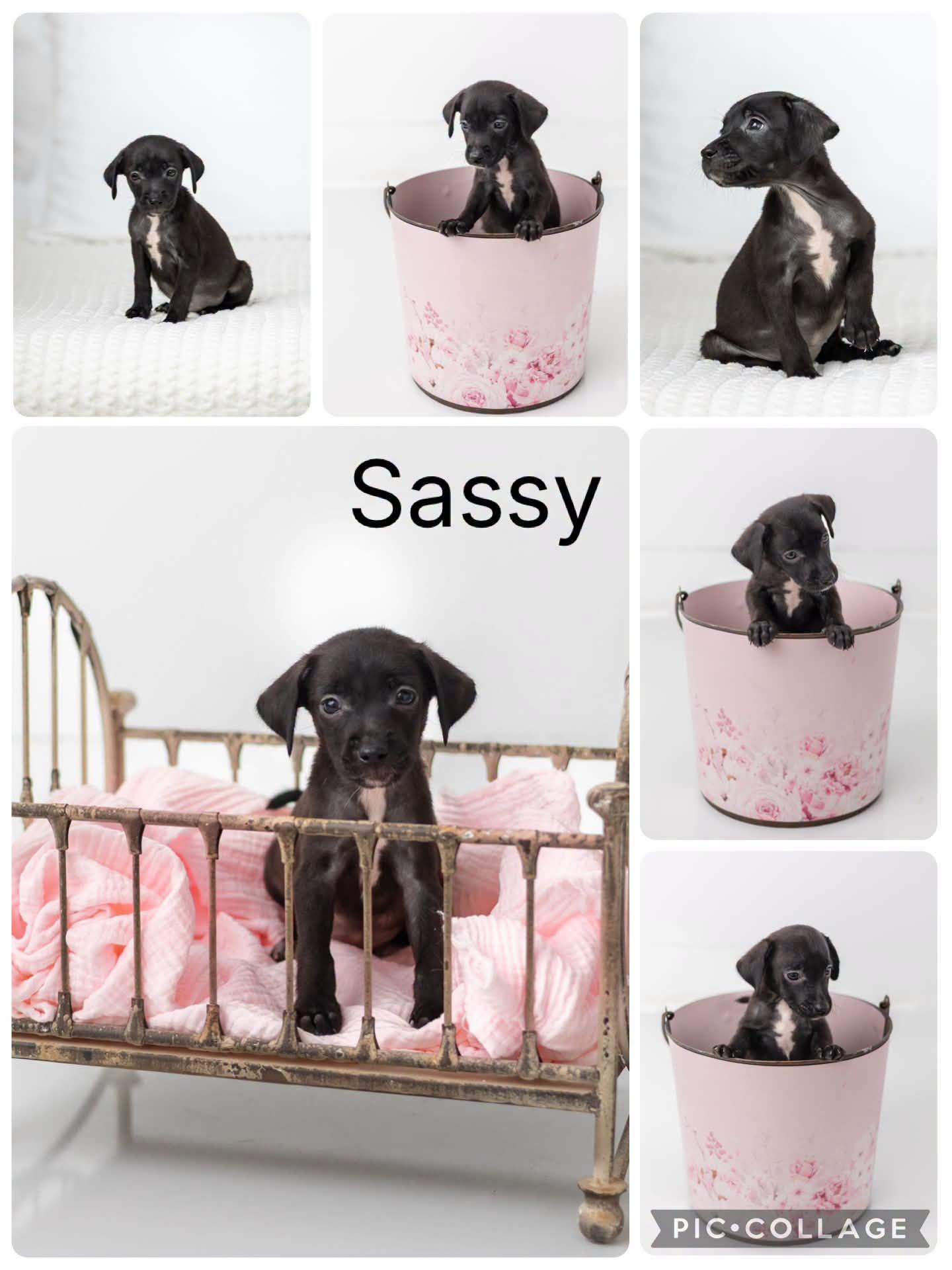 Sassy, ADOPTABLE, Puppy Female Fox Terrier & Labrador Retriever.