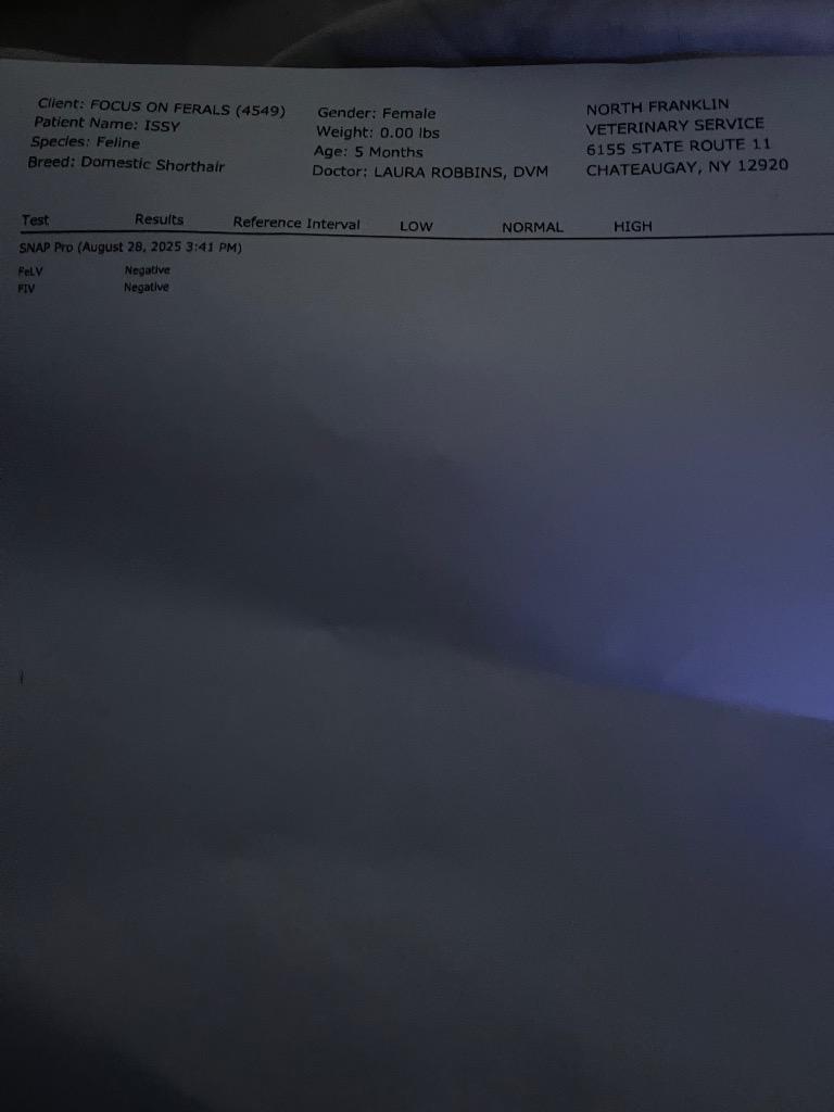 Enlarge Issy, a Adoptable mixed breed in Brainardsville, NY image 1/3