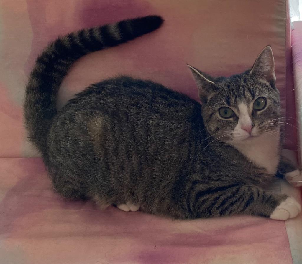 Enlarge Issy, a Adoptable mixed breed in Brainardsville, NY image 2/3