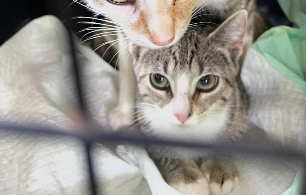 Enlarge Issy, a Adoptable mixed breed in Brainardsville, NY image 3/3