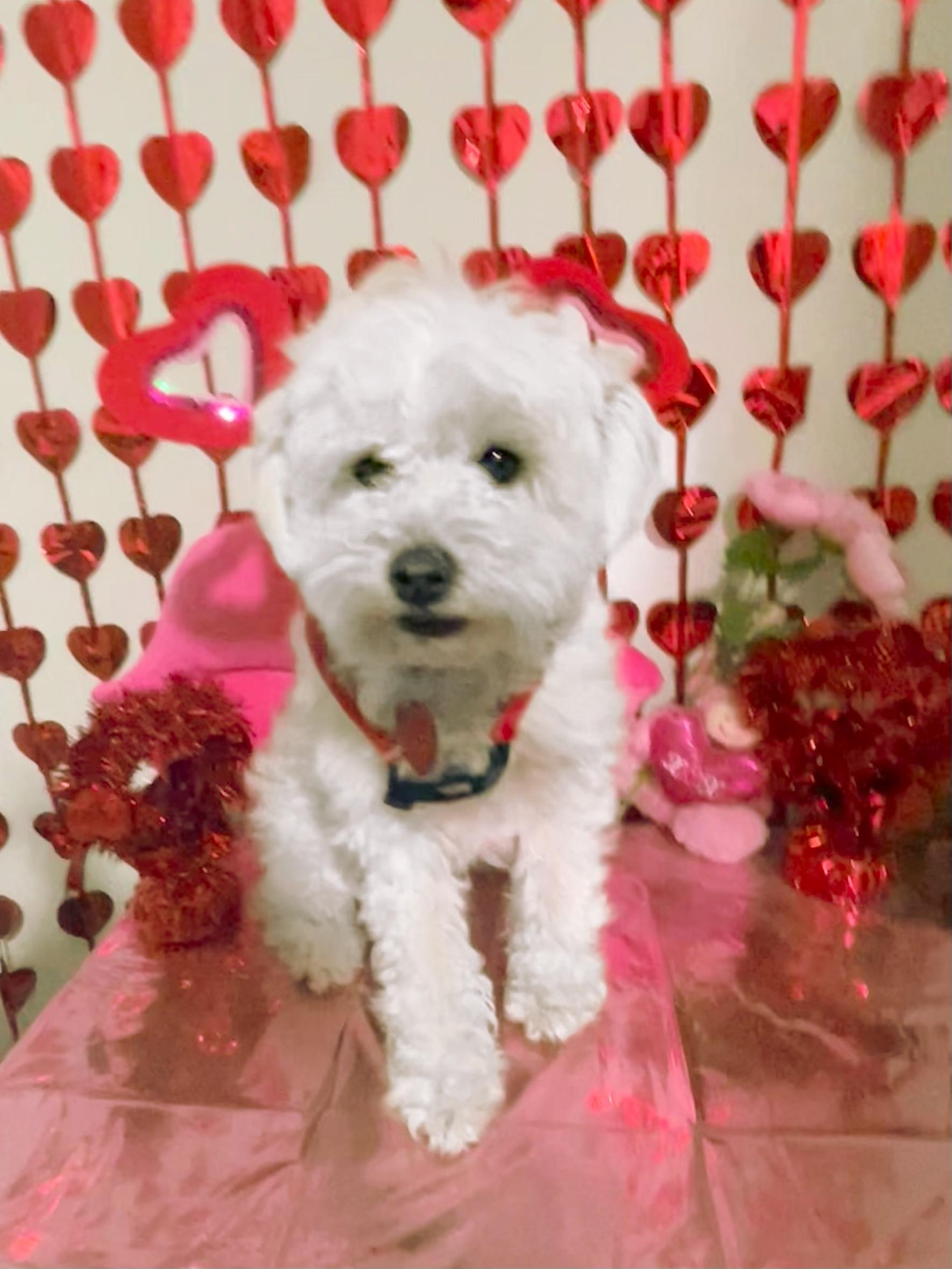 Ellie, adopted, Young Female Cavapoo.
