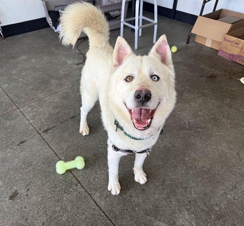 Enlarge Clem Smith Jr., a ADOPTABLE mixed breed in Berkeley, CA image 5/6