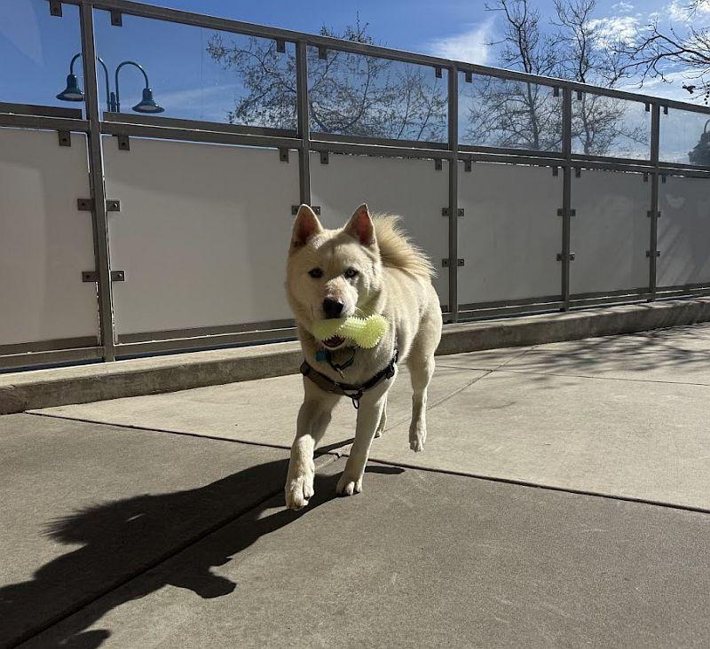Enlarge Clem Smith Jr., a ADOPTABLE mixed breed in Berkeley, CA image 6/6