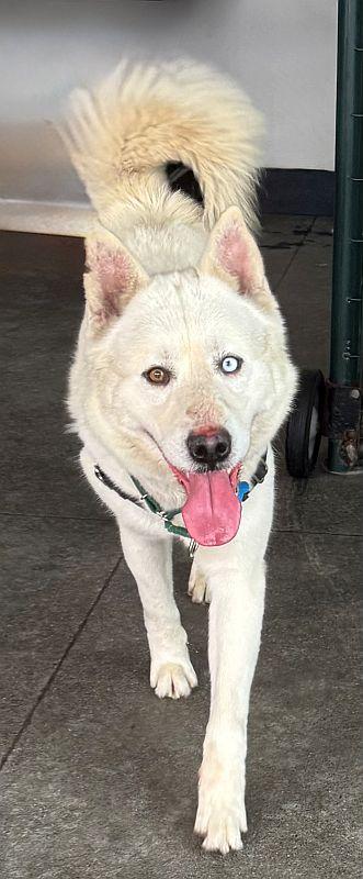Enlarge Clem Smith Jr., a ADOPTABLE mixed breed in Berkeley, CA image 4/6