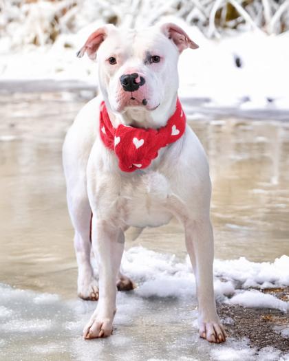 Squishy, Adoptable, Adult Male Pit Bull Terrier & Mixed Breed.