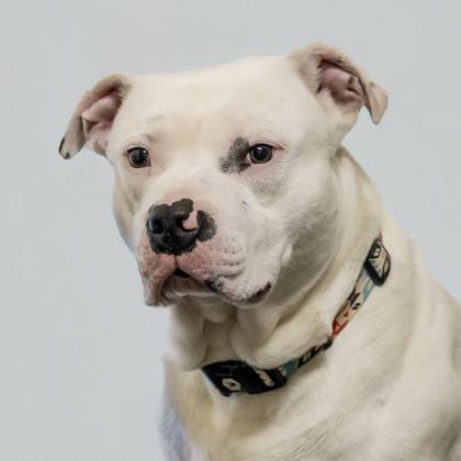 Squishy, Adoptable, Adult Male Pit Bull Terrier & Mixed Breed.