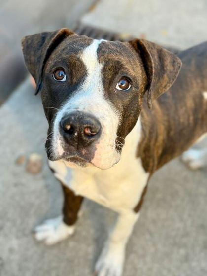 Buckle, Adoptable, Young Male Mixed Breed & Mixed Breed.