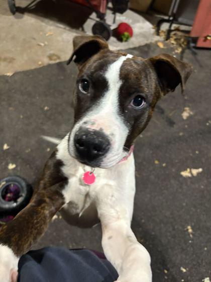 Enlarge Buckle, a Adoptable mixed breed in Chicago, IL image 2/2