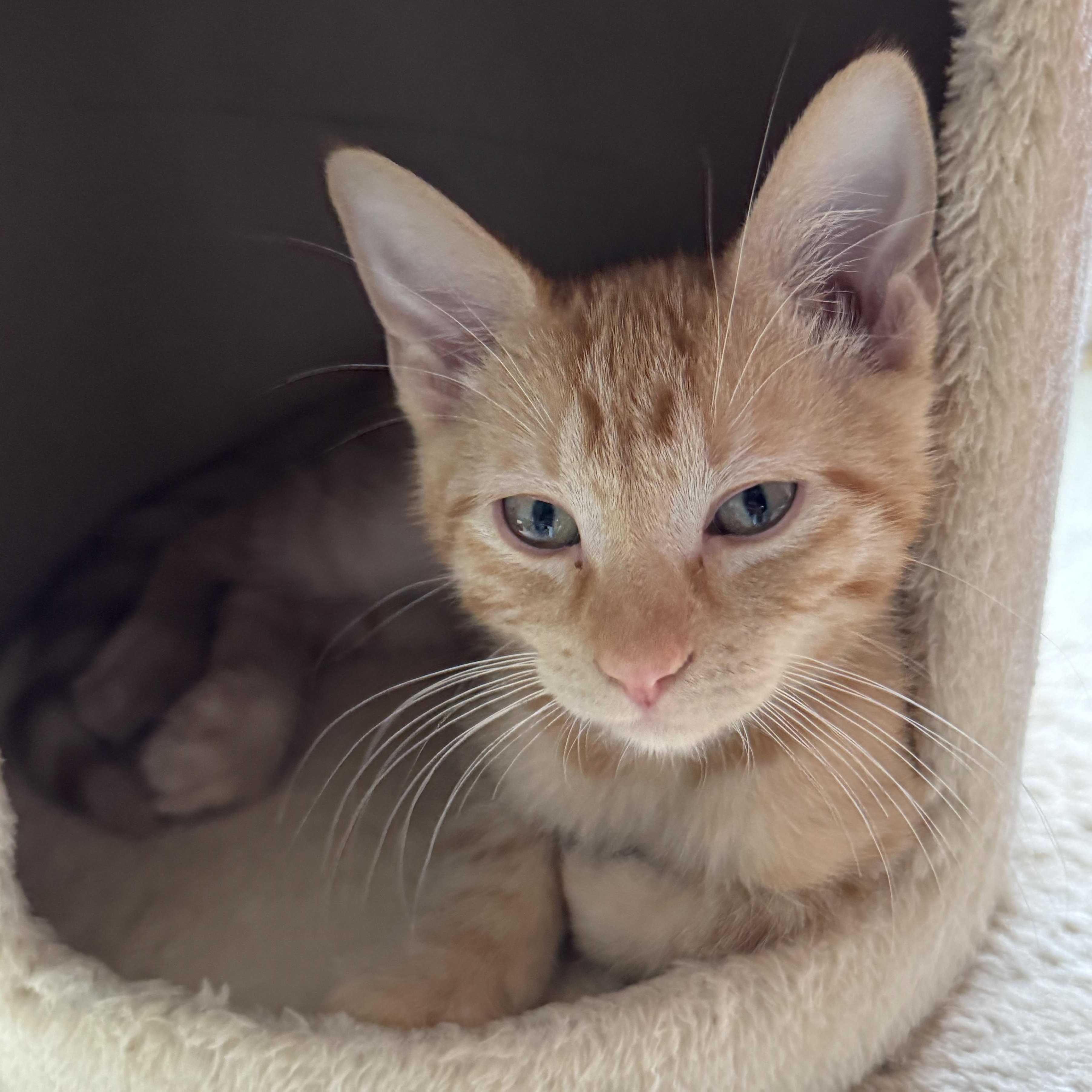 Jackfruit, adopted, Kitten Male Domestic Short Hair.