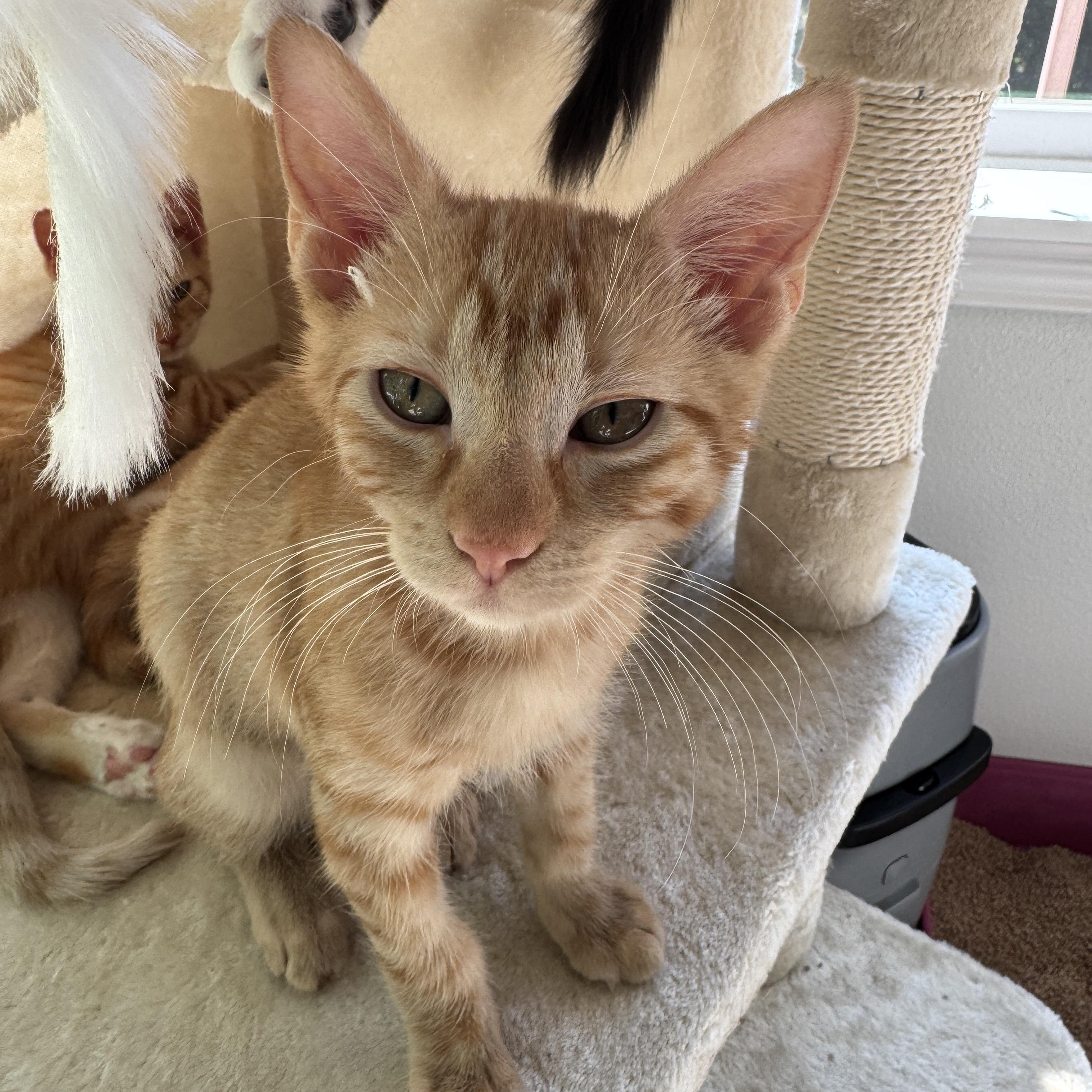 Jackfruit, an adopted Domestic Short Hair in Issaquah, WA image 2/3