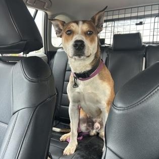 Enlarge Pointy, a ADOPTABLE Mixed Breed in Athens, GA image 5/6