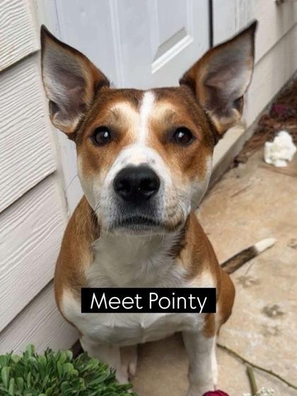 Enlarge Pointy, a ADOPTABLE Mixed Breed in Athens, GA image 1/6