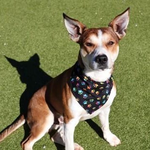 Enlarge Pointy, a ADOPTABLE Mixed Breed in Athens, GA image 6/6