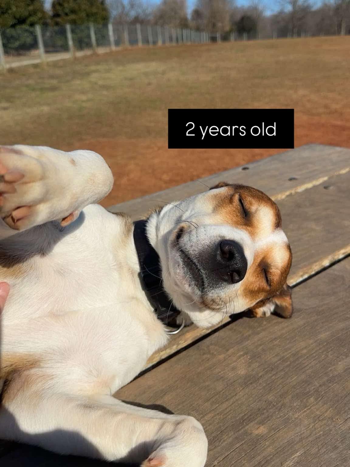 Enlarge Pointy, a ADOPTABLE Mixed Breed in Athens, GA image 2/6