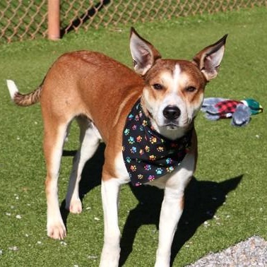 Enlarge Pointy, a ADOPTABLE Mixed Breed in Athens, GA image 4/6