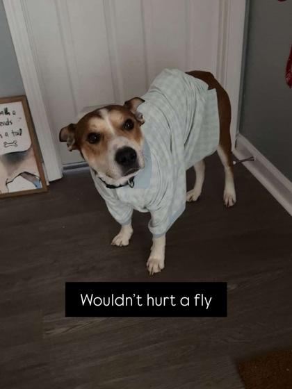 Enlarge Pointy, a ADOPTABLE Mixed Breed in Athens, GA image 3/6