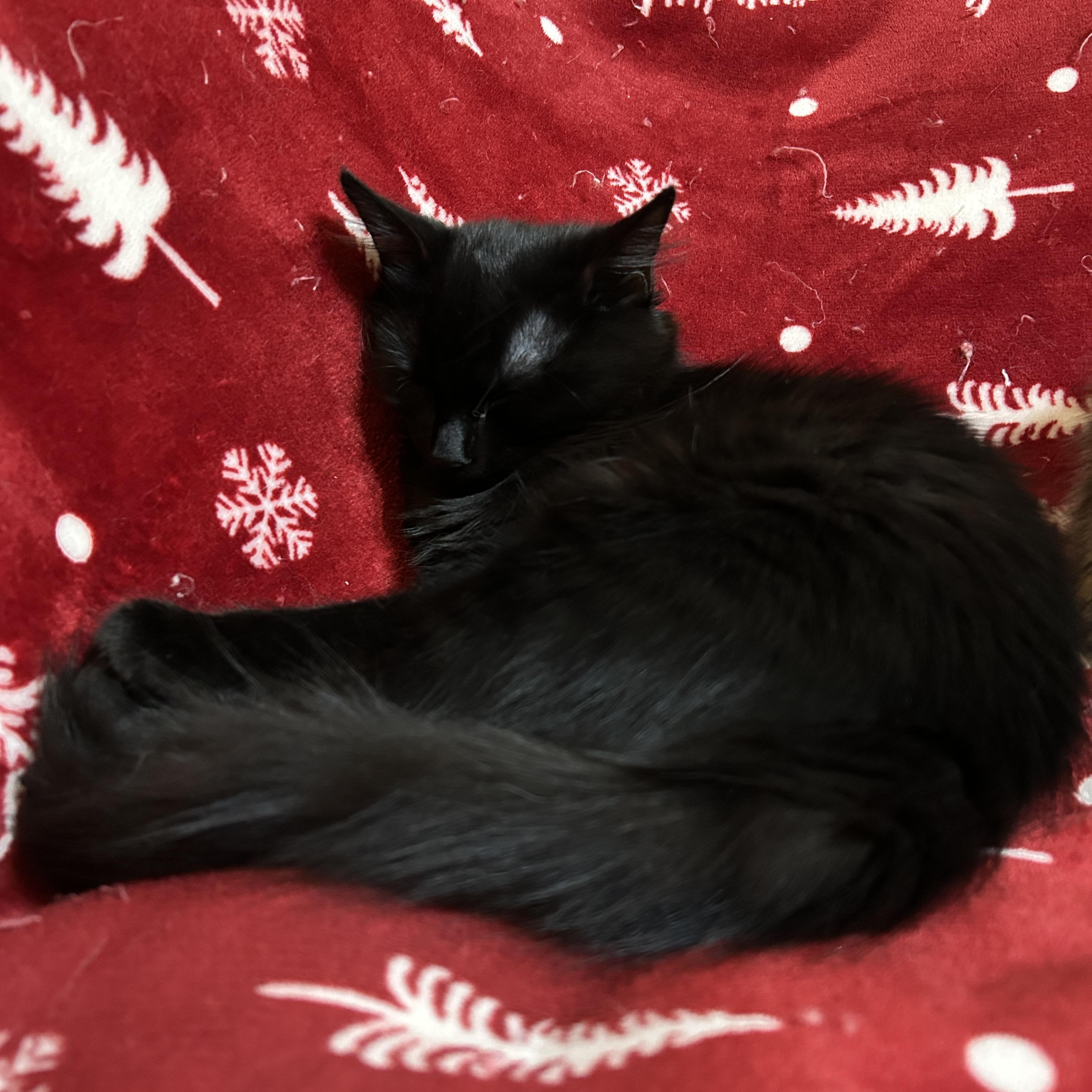 Enlarge Zassy/Zazzy (Fun & Loving), a Adoptable mixed breed in Homestead, PA image 2/4