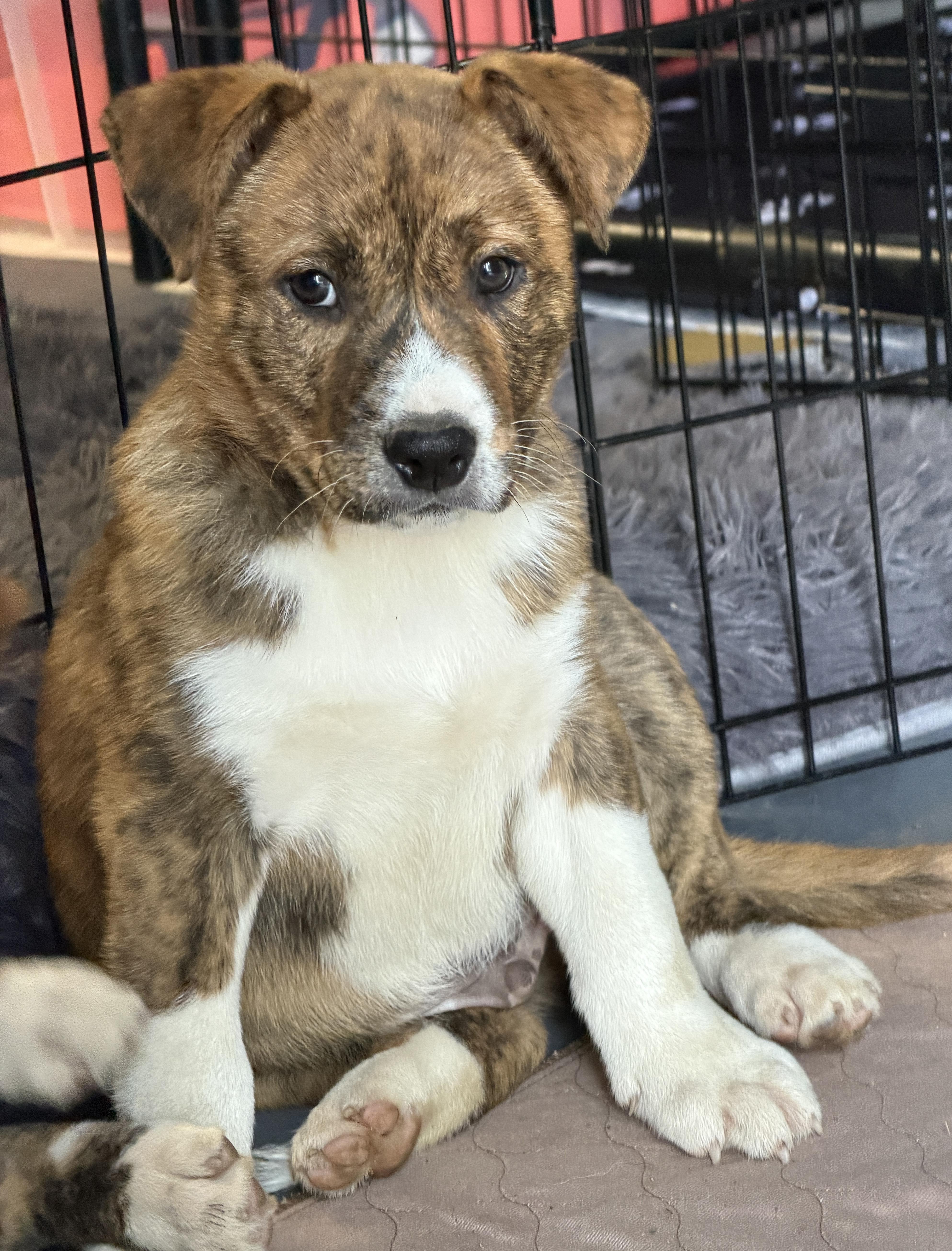 Enlarge Kayce (Yellowstone litter), an adoptable mixed breed in Silvana, WA image 3/6