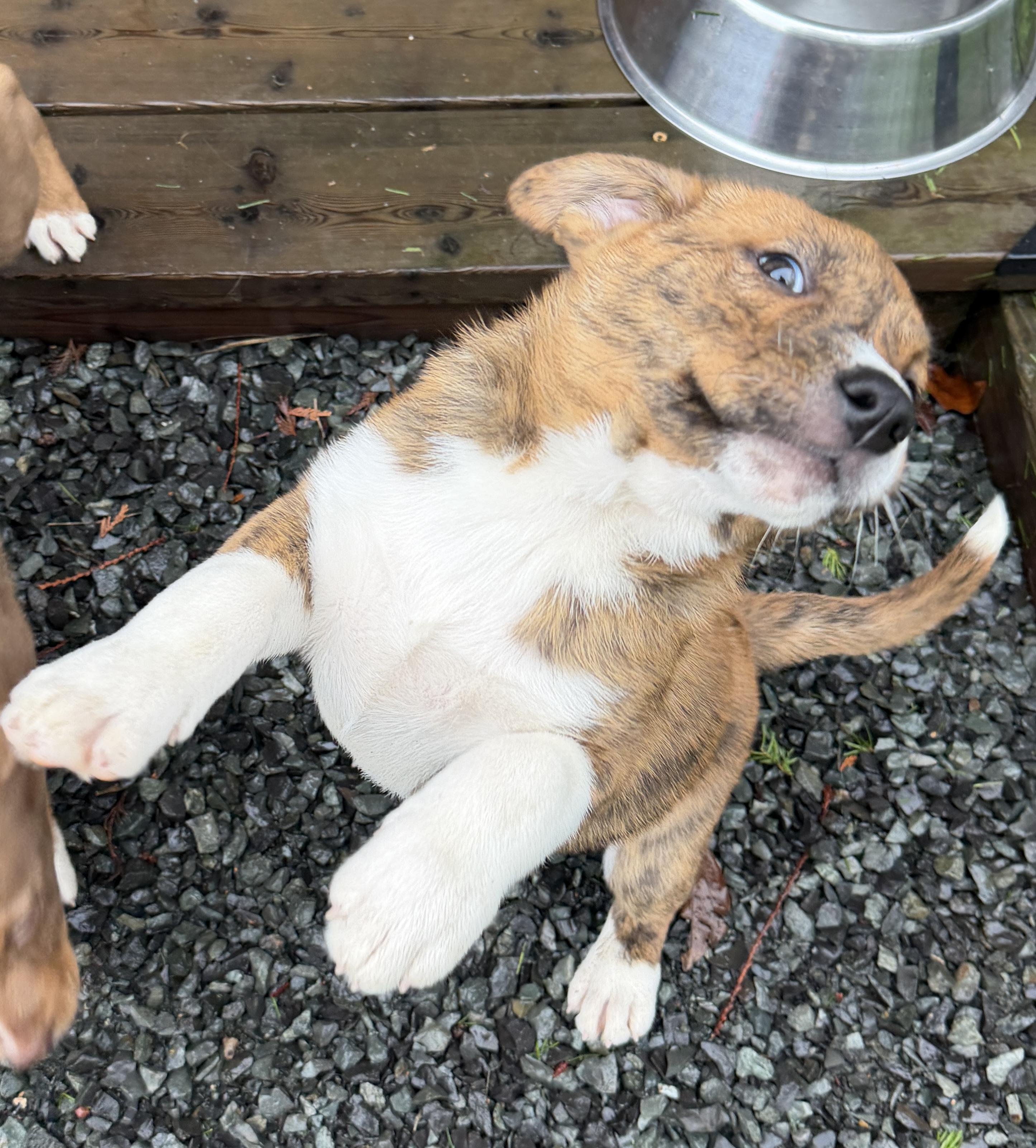 Enlarge Kayce (Yellowstone litter), an adoptable mixed breed in Silvana, WA image 2/6