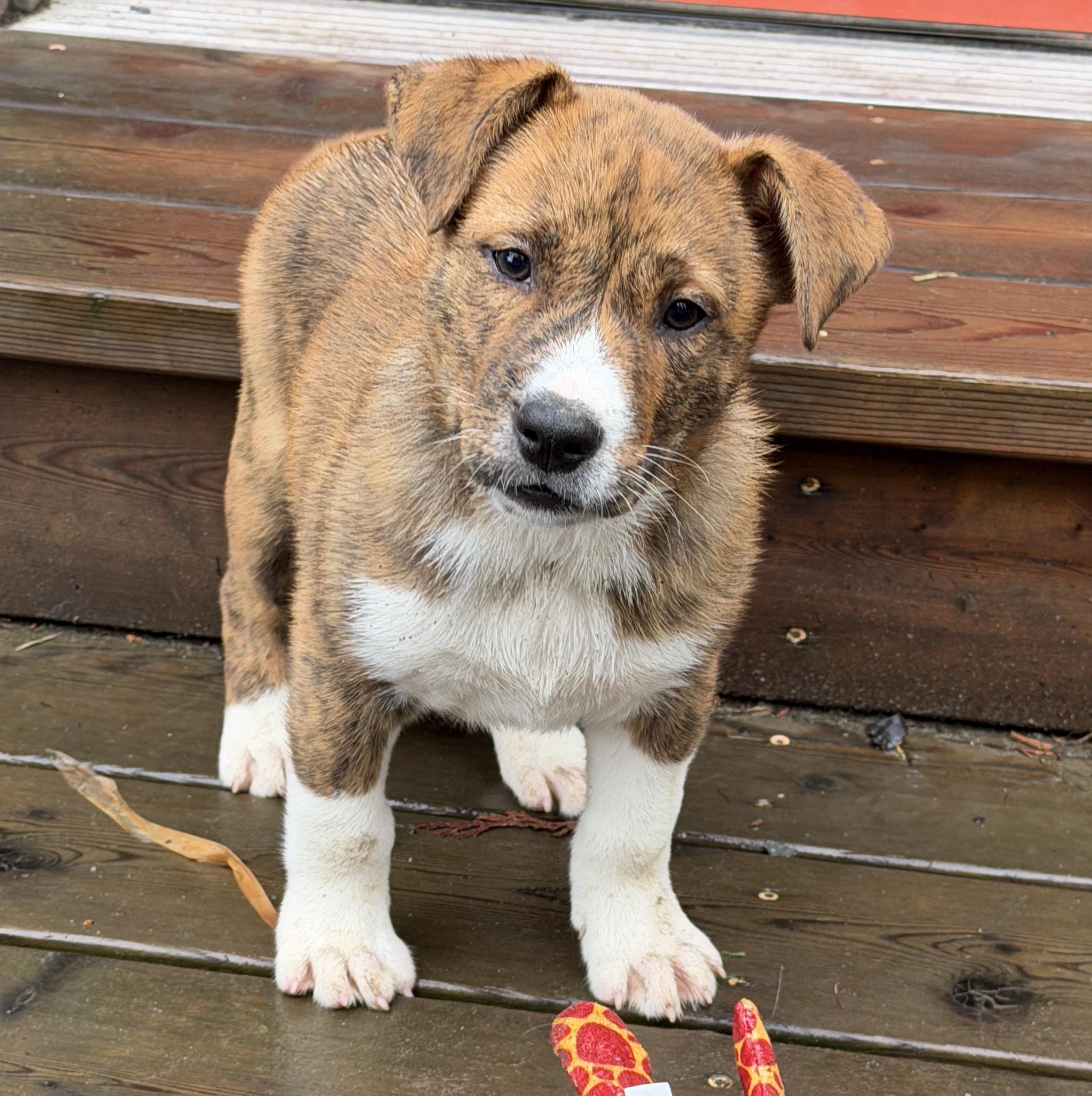 Enlarge Kayce (Yellowstone litter), an adoptable mixed breed in Silvana, WA image 1/6