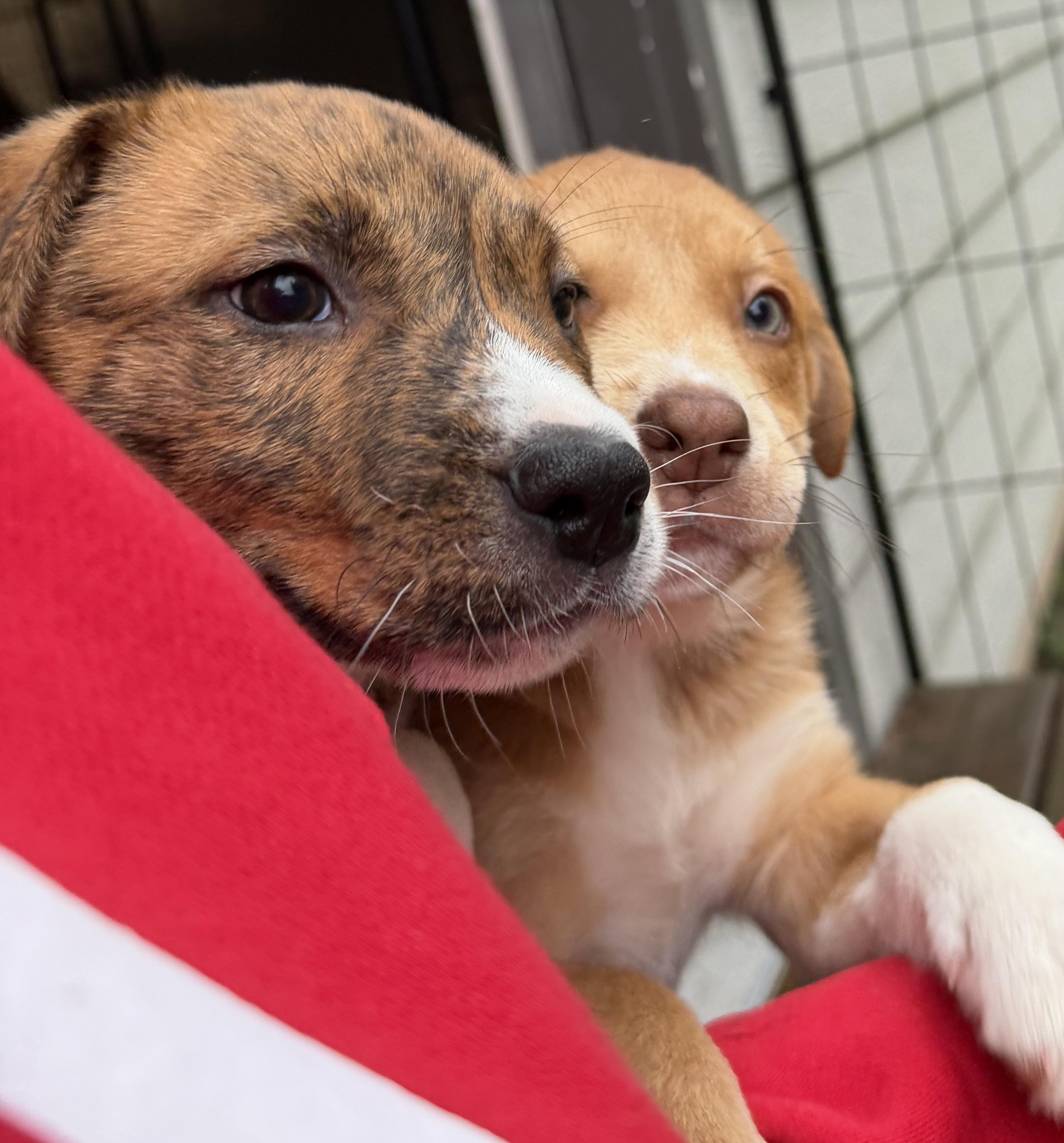 Enlarge Kayce (Yellowstone litter), an adoptable mixed breed in Silvana, WA image 4/6