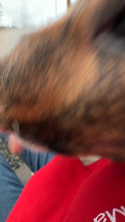 Enlarge Kayce (Yellowstone litter), an adoptable mixed breed in Silvana, WA video 6/6