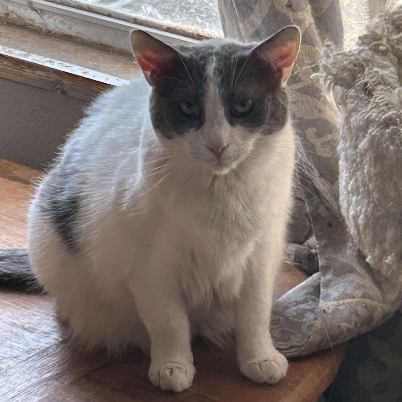 Moon, a Adoptable American Shorthair in Charlotte, NC image 1/4