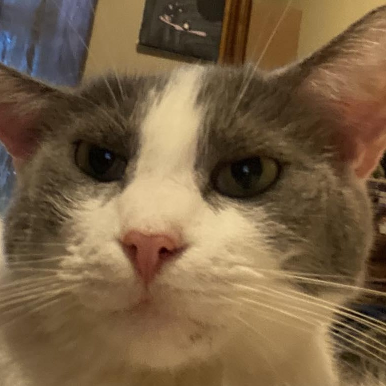 Moon, a Adoptable American Shorthair in Charlotte, NC image 3/4