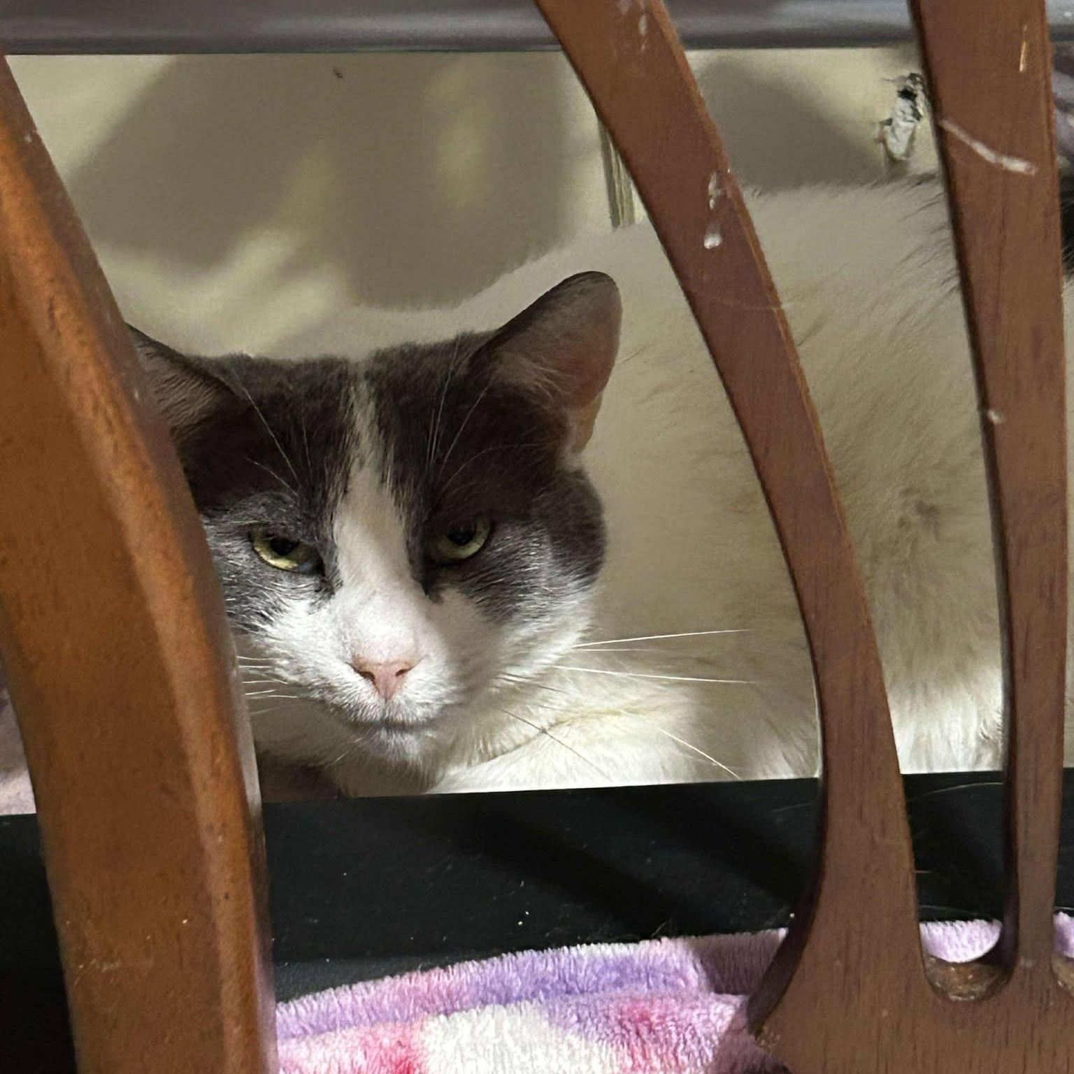 Moon, a Adoptable American Shorthair in Charlotte, NC image 4/4