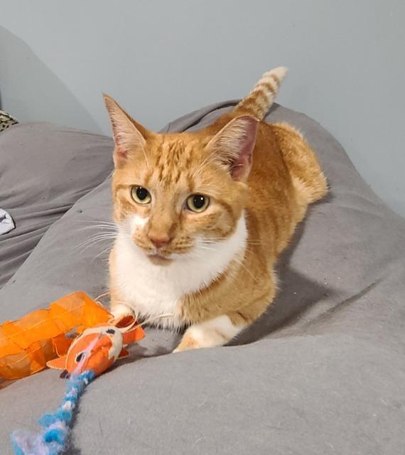 Enlarge Velma Dinkley, a Adoptable mixed breed in Pawtucket, RI image 3/4